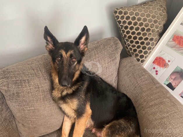 German shepherd puppies born 18th of August for sale in Swansea, Swansea - Image 4