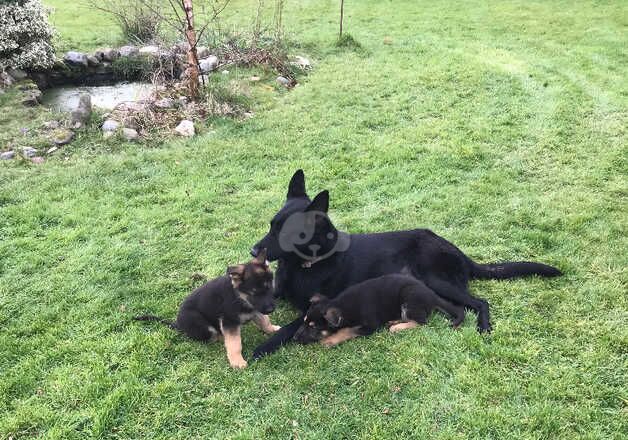 German Shepherd Puppies 2F 1m for sale in Chester, Cheshire