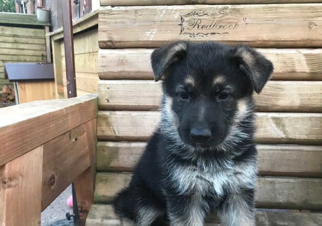 German Shepherds for sale in Chester, Cheshire