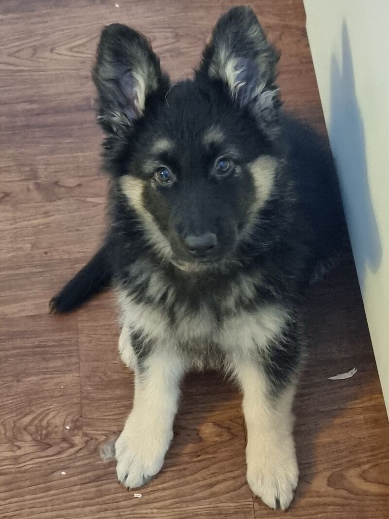 German shepherd puppy near me sales for sale