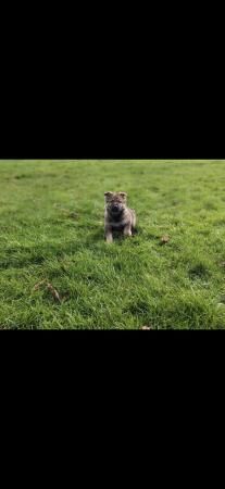 German shepherd puppies for sale in Ilford, Essex - Image 2