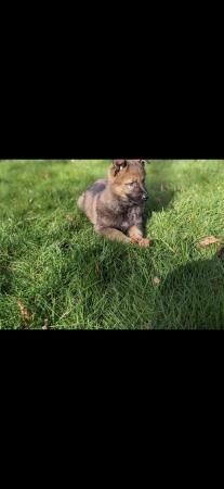 German shepherd puppies for sale in Ilford, Essex - Image 3