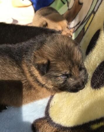 German Shepherd Puppies For Sale In Blackheath, Essex | Gsd-owners.co.uk