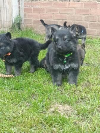 German shepherd puppies for sale in Dereham, Norfolk - Image 1