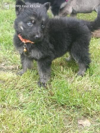 German shepherd puppies for sale in Dereham, Norfolk - Image 2