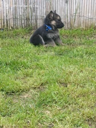 German shepherd puppies for sale in Dereham, Norfolk - Image 3