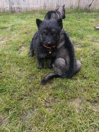 German shepherd puppies for sale in Dereham, Norfolk - Image 4