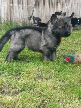 German shepherd puppies for sale in Dereham, Norfolk - Image 5