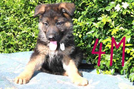 German Shepherd puppies for sale in Mill Hill, Barnet, Greater London