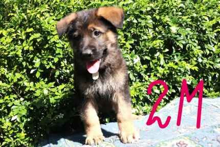 German Shepherds for sale in Mill Hill, Barnet, Greater London