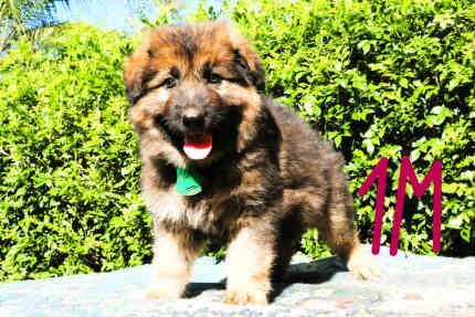 KC Registered German Shepherd Puppies for sale in Greater London