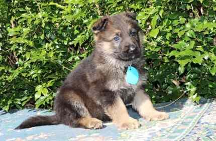 German Shepherd Puppies for sale