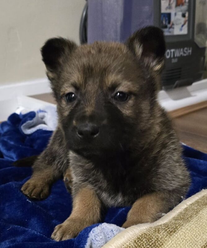 German shepherd puppies for sale in Beckton, Greater London