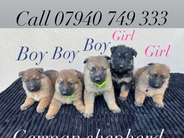 German Shepherd puppies 5 available. for sale in Leeds, West Yorkshire