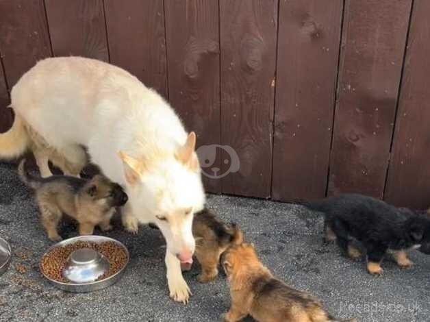 German Shepherd puppies 5 available. for sale in Leeds, West Yorkshire - Image 1