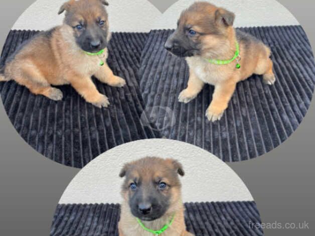 German Shepherd puppies 5 available. for sale in Leeds, West Yorkshire - Image 2