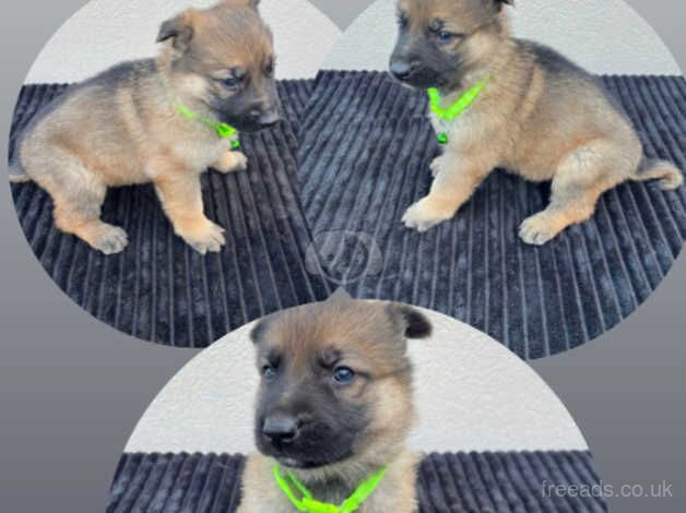 German Shepherd puppies 5 available. for sale in Leeds, West Yorkshire - Image 3