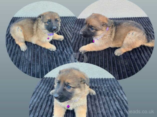 German Shepherd puppies 5 available. for sale in Leeds, West Yorkshire - Image 4