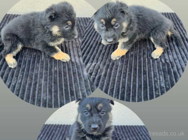 German Shepherd puppies 5 available. for sale in Leeds, West Yorkshire - Image 5