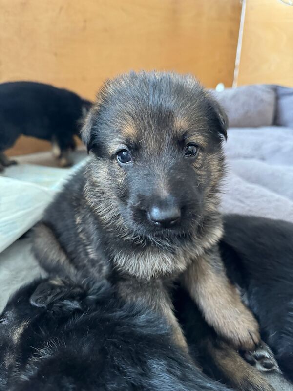 German shepherd puppies 5 boys 1 girls for sale in Shrewsbury, Shropshire