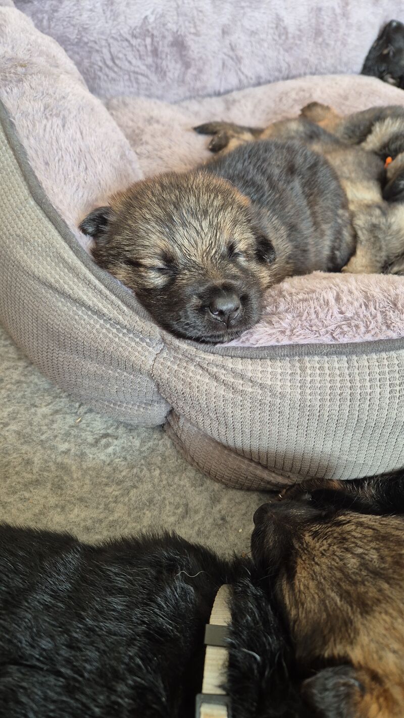 German Shepherd Puppies for sale in Shropshire