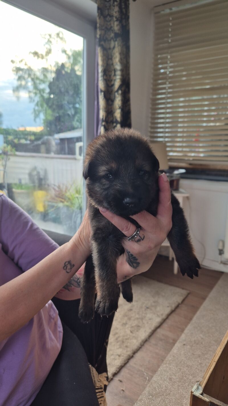 German Shepherd Puppies for sale