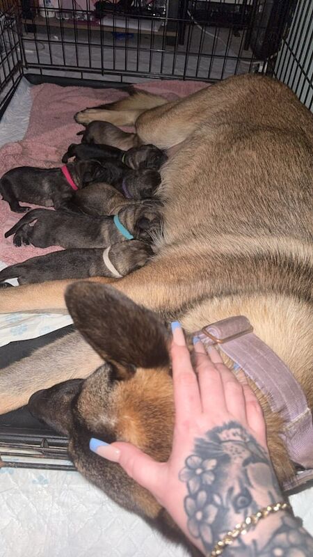 German shepherd puppies for sale in Kingston upon Hull, East Riding of Yorkshire