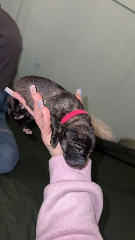 German shepherd puppies for sale in Kingston upon Hull, East Riding of Yorkshire - Image 3