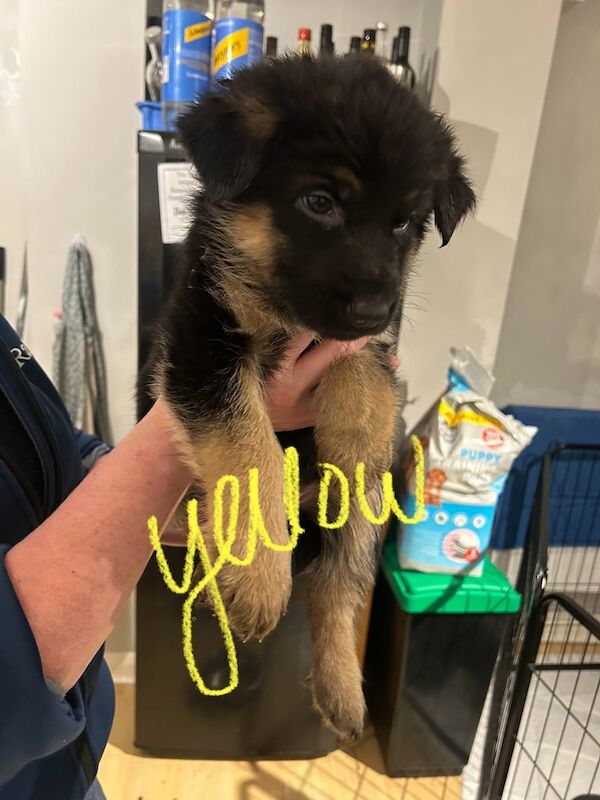 German Shepherd Puppies for sale in Southsea, Hampshire - Image 2