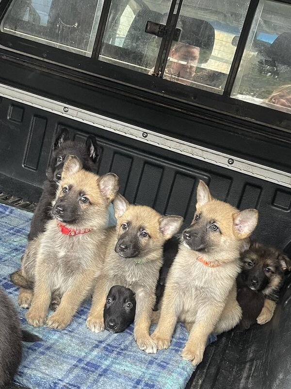 German shepherd puppies for sale in Patrington Haven, East Riding of Yorkshire