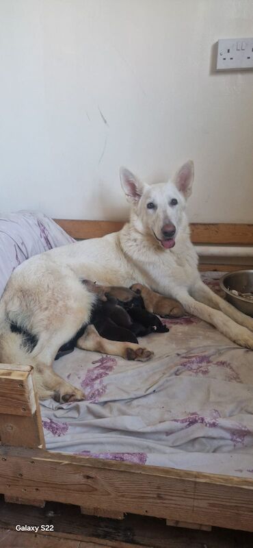 German shepherd puppies for sale in Patrington Haven, East Riding of Yorkshire - Image 2