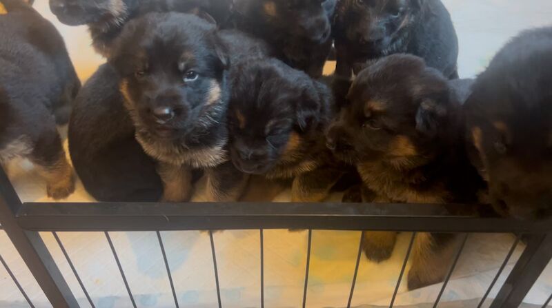 German shepherd puppies for sale in Portsmouth, Hampshire