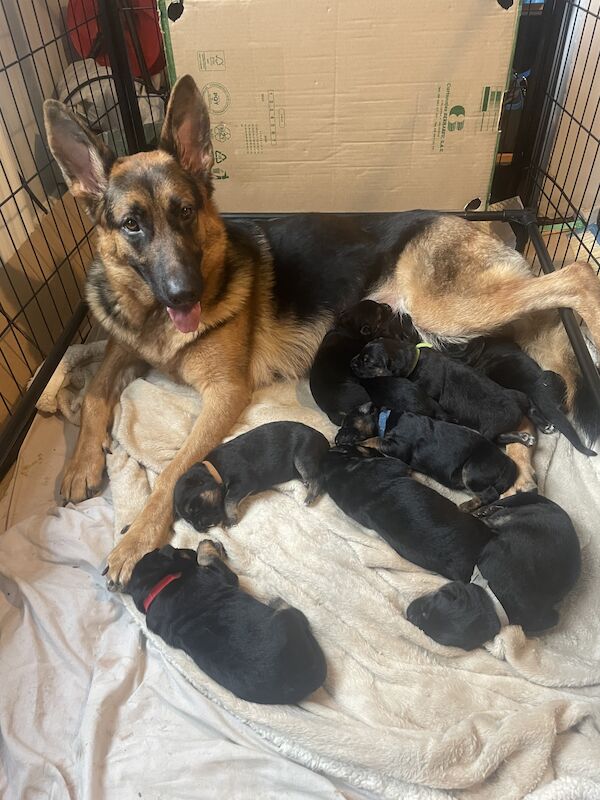 German shepherd puppies for sale in Portsmouth, Hampshire - Image 2