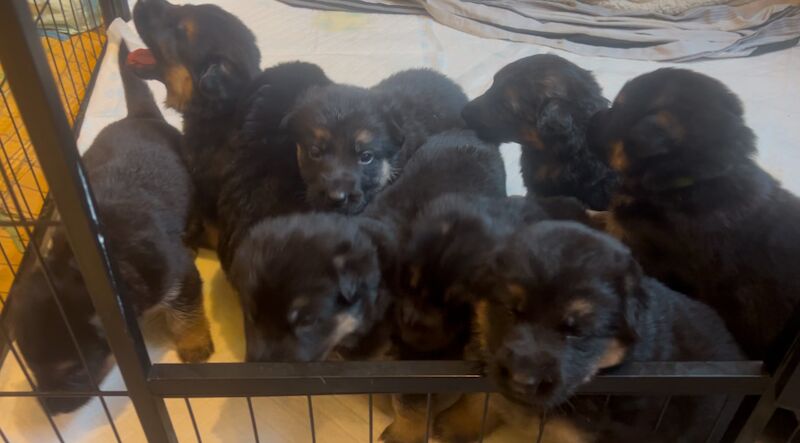 German shepherd puppies for sale in Portsmouth, Hampshire - Image 3