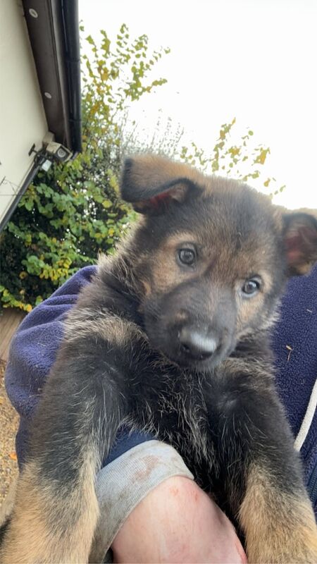 German shepherd puppies for sale in Meopham, Kent