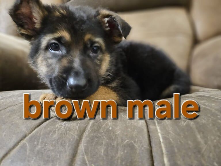 German shepherd puppies for sale in Pontypool / Pont-y-pŵl, Gwent