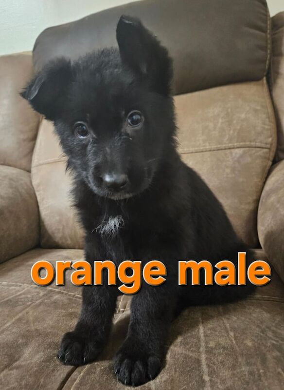 German shepherd puppies for sale in Pontypool / Pont-y-pŵl, Gwent - Image 2