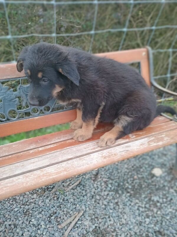 German shepherd puppies for sale in Dereham, Norfolk