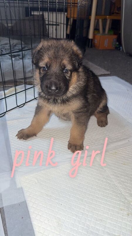 German shepherd puppies for sale in Leicester, Leicestershire