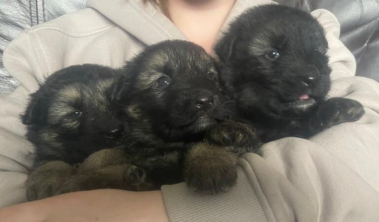 German shepherd puppies for sale in Port Talbot, West Glamorgan