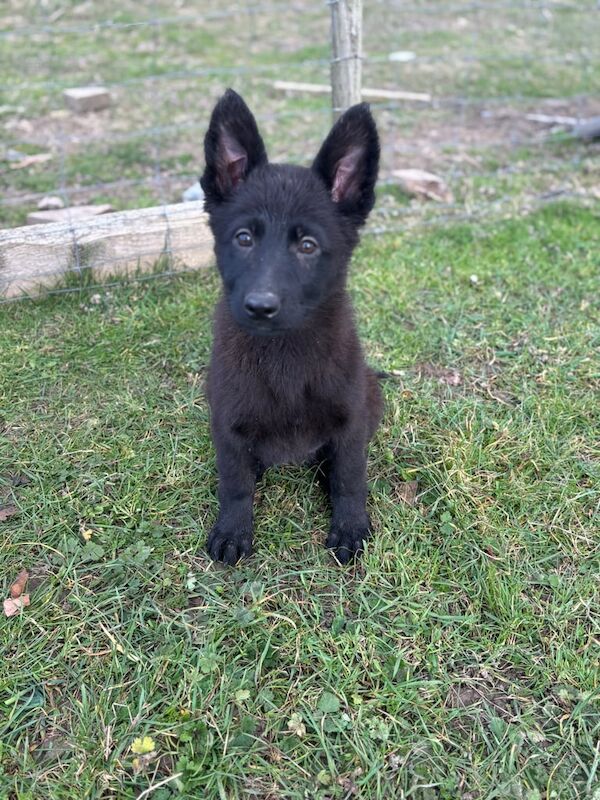 German shepherd puppies for sale in Dartford, Kent