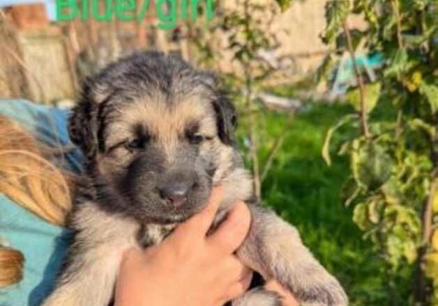 German Shepherd Puppies 8 weeks old for sale in Bridgnorth, Shropshire