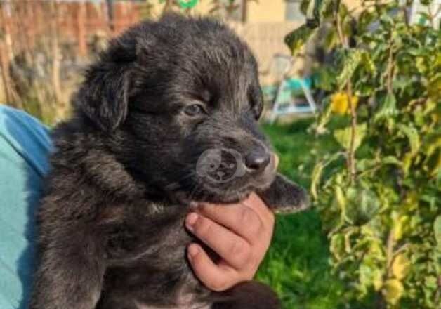 German Shepherd Puppies 8 weeks old for sale in Bridgnorth, Shropshire - Image 2