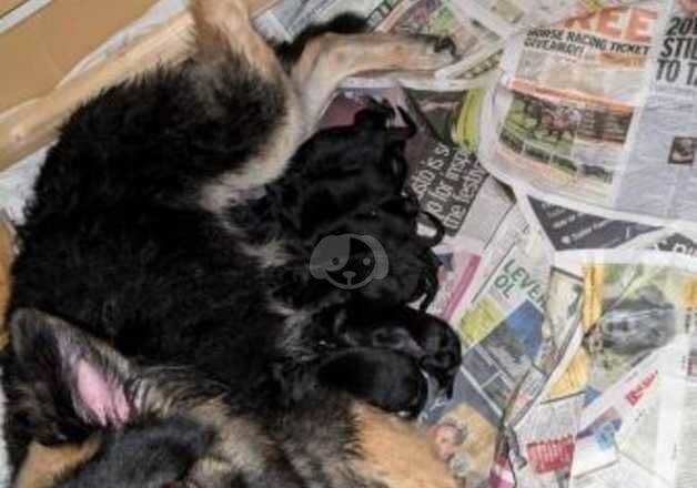 German Shepherd Puppies 8 weeks old for sale in Bridgnorth, Shropshire - Image 3