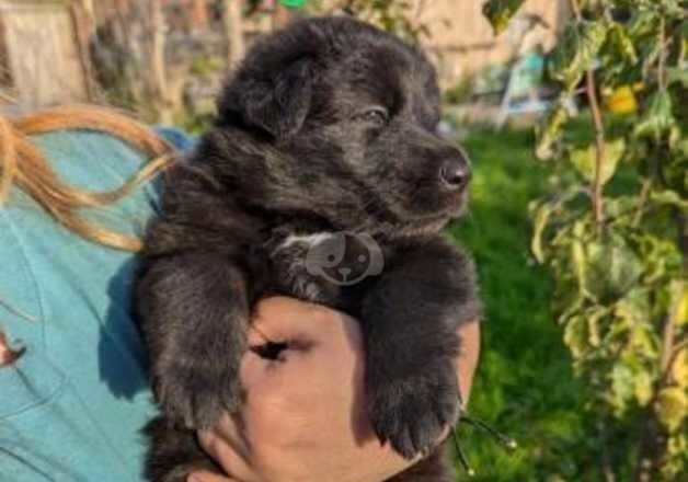 German Shepherd Puppies 8 weeks old for sale in Bridgnorth, Shropshire - Image 4