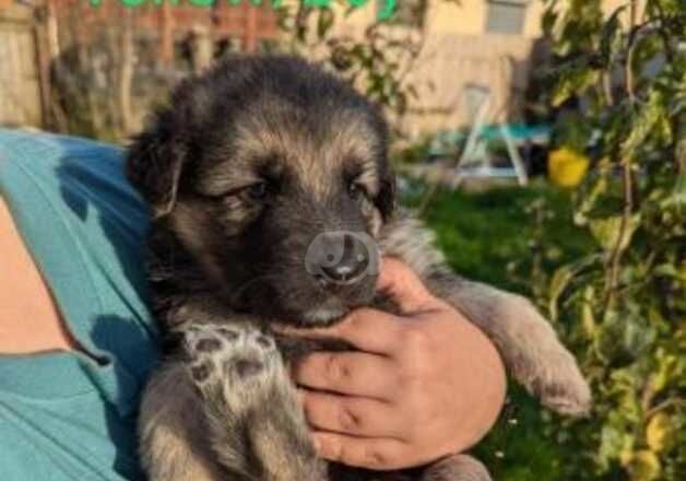 German Shepherd Puppies 8 weeks old for sale in Bridgnorth, Shropshire - Image 5