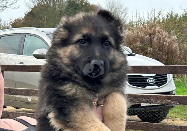 German shepherd puppies big and chunky for sale in Grantham, Lincolnshire