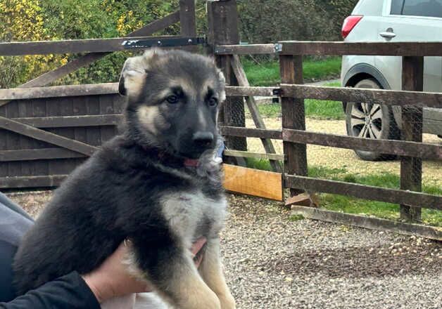 German shepherd puppies big and chunky for sale in Grantham, Lincolnshire - Image 2