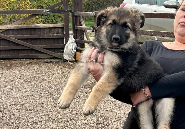 German shepherd puppies big and chunky for sale in Grantham, Lincolnshire - Image 3