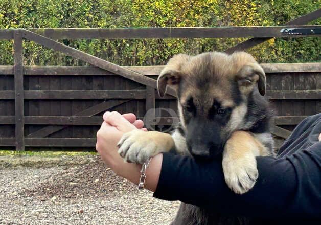 German shepherd puppies big and chunky for sale in Grantham, Lincolnshire - Image 4